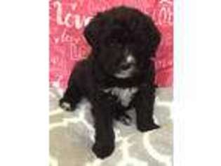 Labradoodle Puppy for sale in Metamora, IN, USA