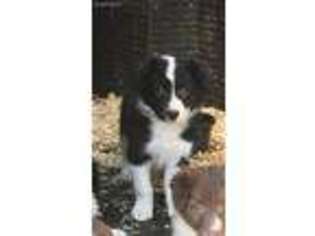 Border Collie Puppy for sale in Riverside, CA, USA