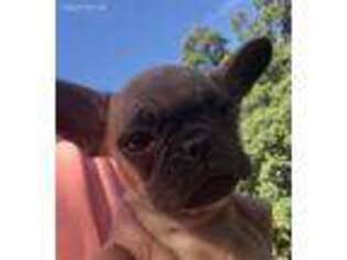 Frenchie Pug Puppy for sale in Hudson, FL, USA