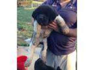 Akita Puppy for sale in Elizabethtown, KY, USA