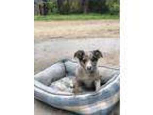Border Collie Puppy for sale in Washington, MO, USA