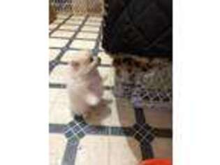 Pomeranian Puppy for sale in Long Lane, MO, USA