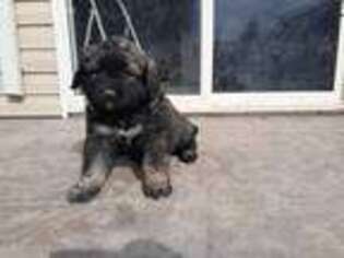 Mutt Puppy for sale in Kuna, ID, USA