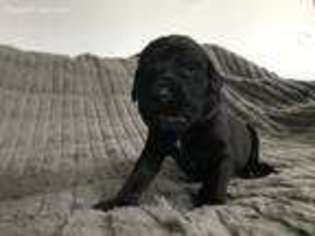 Mastiff Puppy for sale in Sandusky, OH, USA