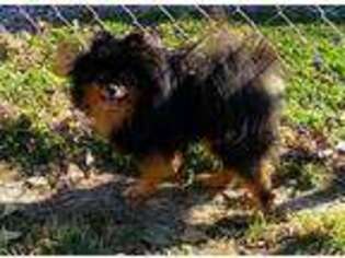 Pomeranian Puppy for sale in Inola, OK, USA