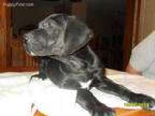Great Dane Puppy for sale in New Gloucester, ME, USA