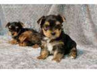 Yorkshire Terrier Puppy for sale in Ardmore, OK, USA