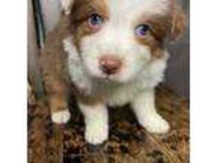 Australian Shepherd Puppy for sale in Schnecksville, PA, USA