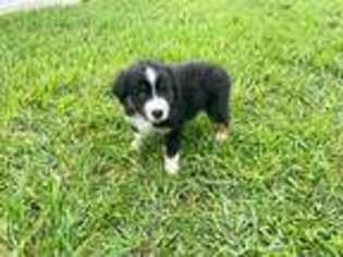 Australian Shepherd Puppy for sale in Miami, FL, USA