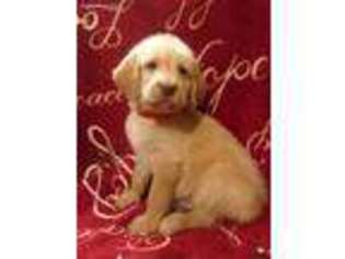 Labradoodle Puppy for sale in East Liverpool, OH, USA