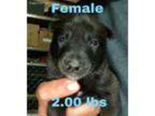 Dutch Shepherd Dog Puppy for sale in Prescott Valley, AZ, USA