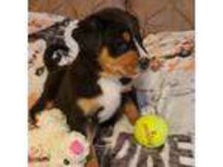 Greater Swiss Mountain Dog Puppy for sale in Perryville, MO, USA