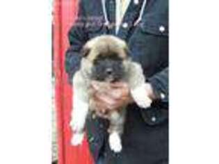 Akita Puppy for sale in Mansfield, MO, USA