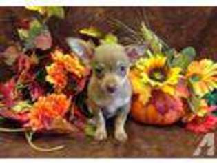 Chihuahua Puppy for sale in DENVER, CO, USA