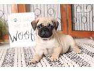 Pug Puppy for sale in Fort Myers, FL, USA
