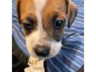 Jack Russell Terrier Puppy for sale in Hillsborough, NC, USA