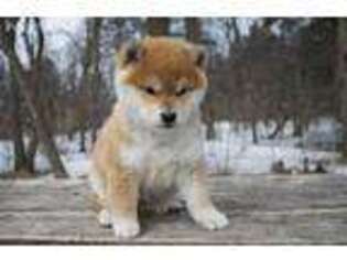 Shiba Inu Puppy for sale in Marshall, MN, USA