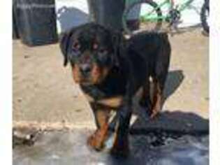 Rottweiler Puppy for sale in Pittsfield, IL, USA
