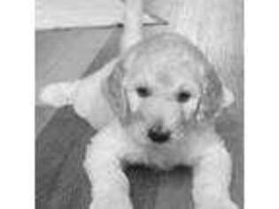 Goldendoodle Puppy for sale in Bolingbrook, IL, USA
