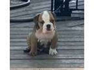 Bulldog Puppy for sale in Monee, IL, USA