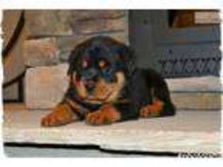 Rottweiler Puppy for sale in Lenoir, NC, USA
