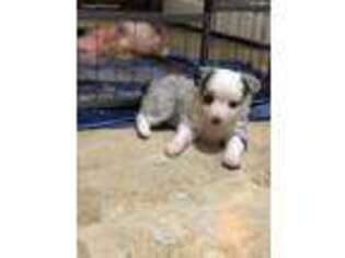 Miniature Australian Shepherd Puppy for sale in Frederic, MI, USA