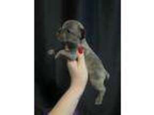 French Bulldog Puppy for sale in Auburn, NY, USA