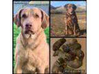 Chesapeake Bay Retriever Puppy for sale in Junction City, OR, USA