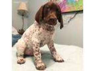 German Shorthaired Pointer Puppy for sale in Jacksonville, FL, USA