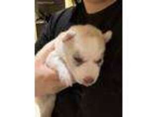 Siberian Husky Puppy for sale in Coachella, CA, USA