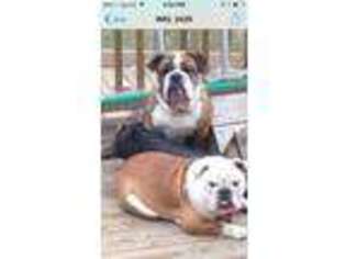 Bulldog Puppy for sale in Howell, NJ, USA