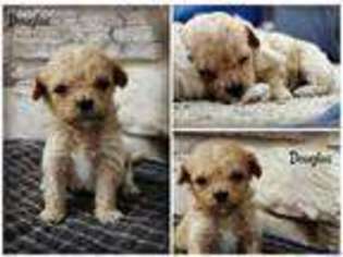 Shih-Poo Puppy for sale in Brownsville, OR, USA