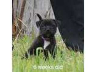 Staffordshire Bull Terrier Puppy for sale in New Orleans, LA, USA