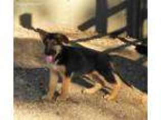 German Shepherd Dog Puppy for sale in Payson, IL, USA
