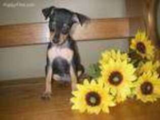 Miniature Pinscher Puppy for sale in Quarryville, PA, USA