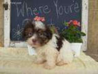 Havanese Puppy for sale in Dundee, OH, USA