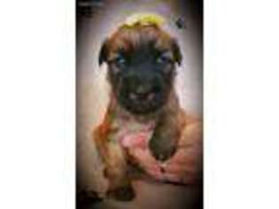 Soft Coated Wheaten Terrier Puppy for sale in Garrison, IA, USA