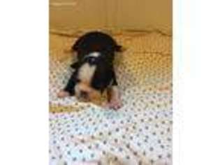 Boston Terrier Puppy for sale in Rural Retreat, VA, USA
