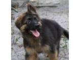 German Shepherd Dog Puppy for sale in Arcadia, FL, USA