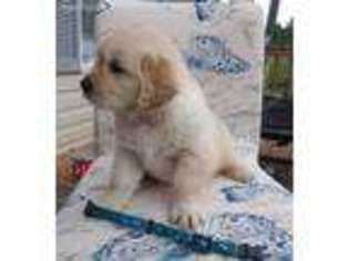 Golden Retriever Puppy for sale in Knoxville, TN, USA