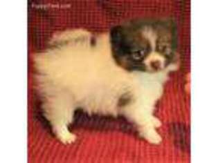 Pomeranian Puppy for sale in Portage, WI, USA