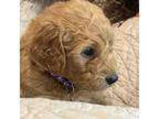 Goldendoodle Puppy for sale in Caney, KS, USA