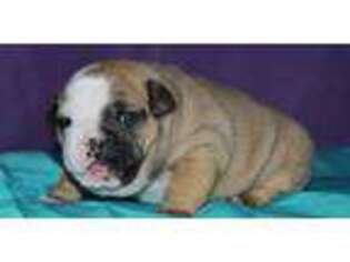 Bulldog Puppy for sale in Wallingford, KY, USA