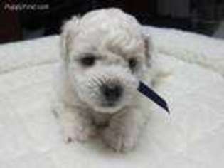 Bichon Frise Puppy for sale in Orchard, TX, USA