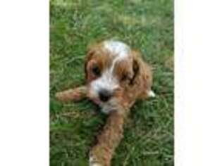 Cavapoo Puppy for sale in Unionville Center, OH, USA