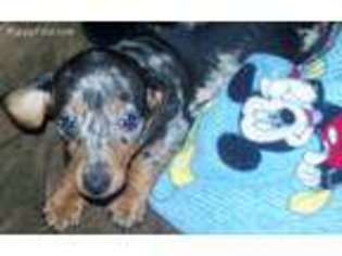 Dachshund Puppy for sale in Brandon, MS, USA