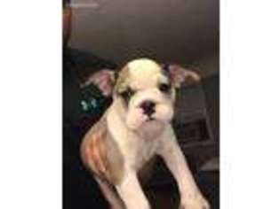 Bulldog Puppy for sale in Lynwood, CA, USA