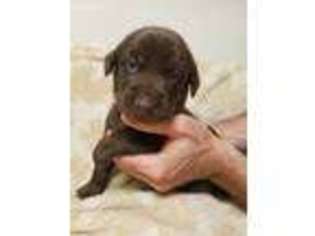 Labrador Retriever Puppy for sale in Lecompte, LA, USA