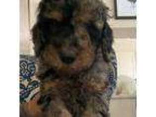 Mutt Puppy for sale in Landrum, SC, USA