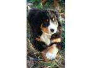 Bernese Mountain Dog Puppy for sale in Fort Recovery, OH, USA
